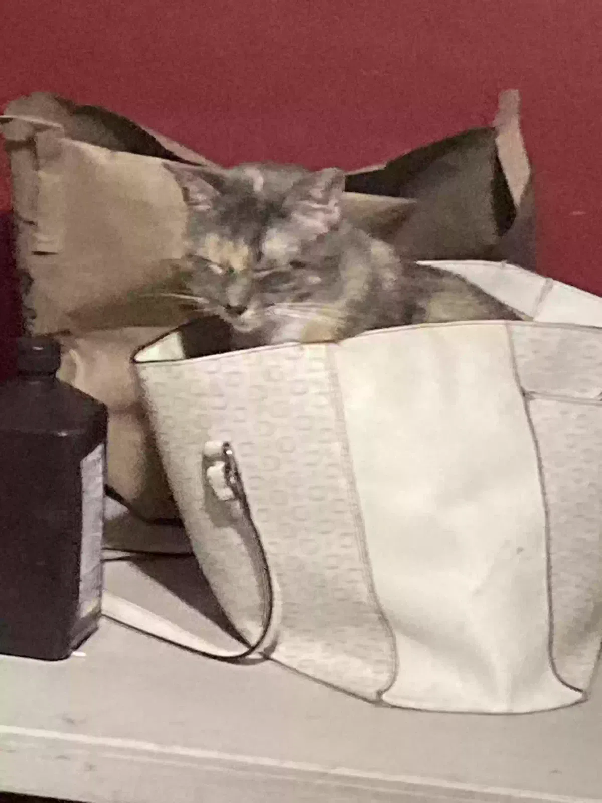 Lost cat in Syracuse, NY, 13208
