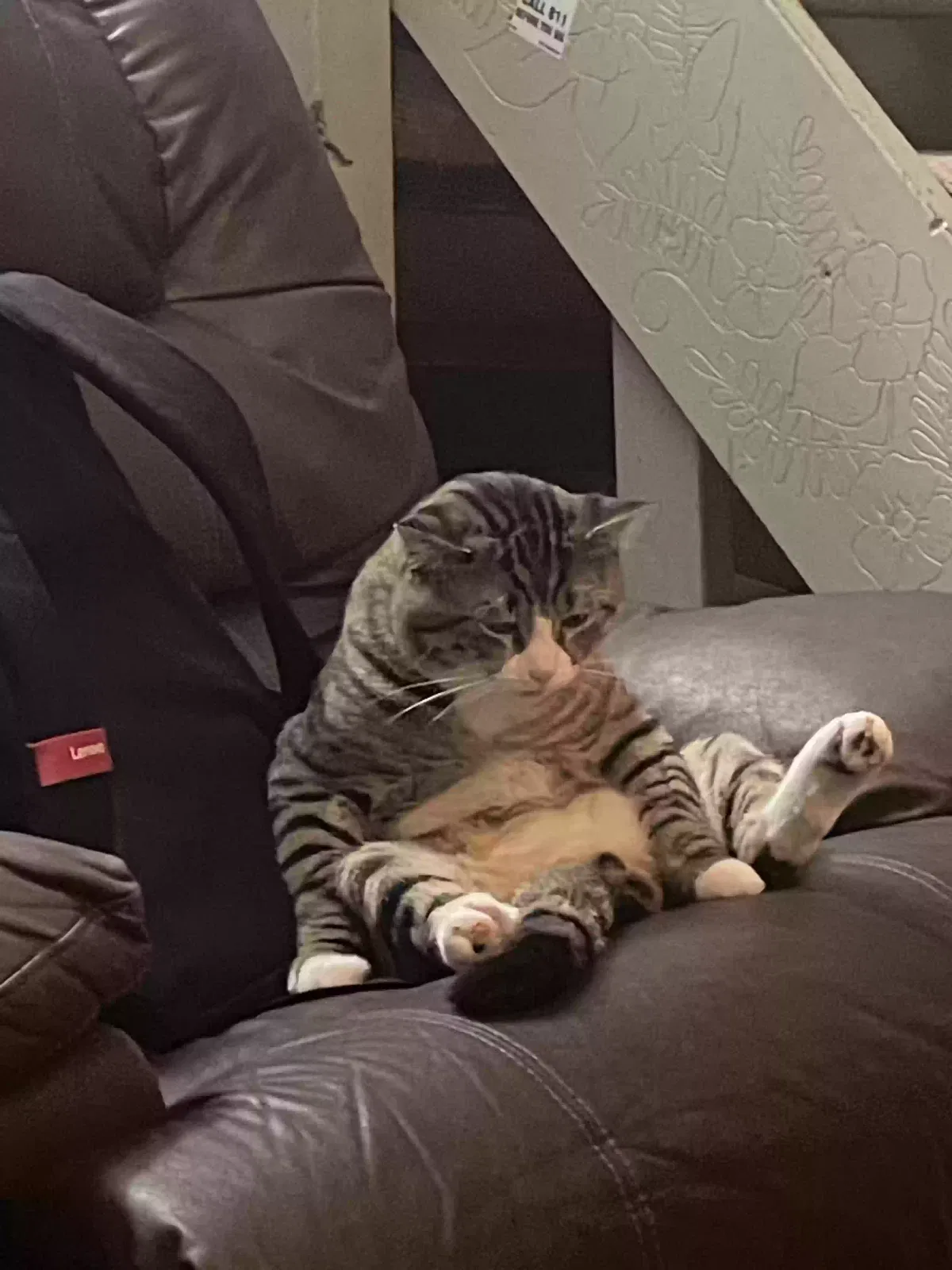 Lost cat in Saint Joseph, MO, 64504
