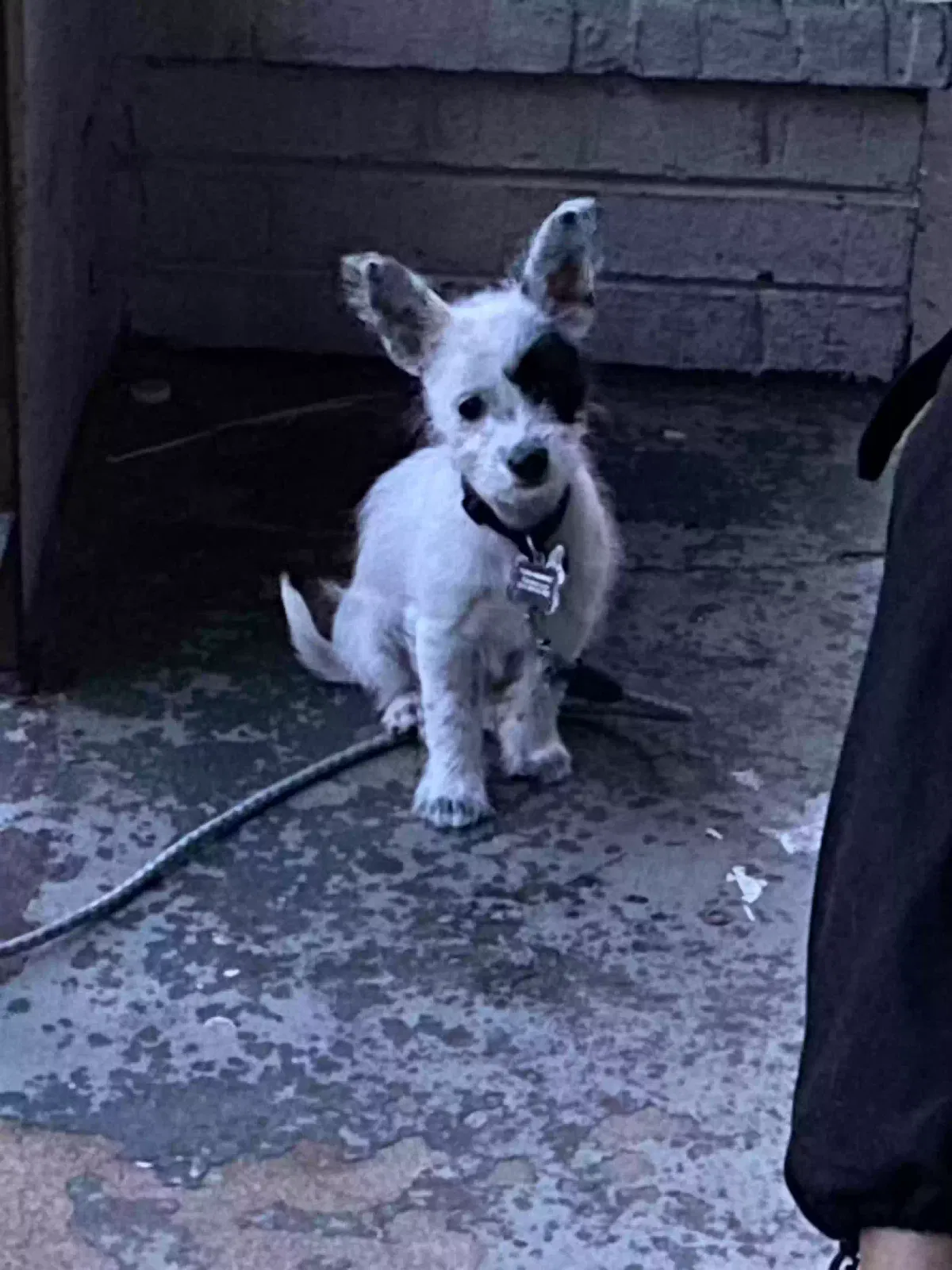 Lost dog in Nashville, TN, 37218