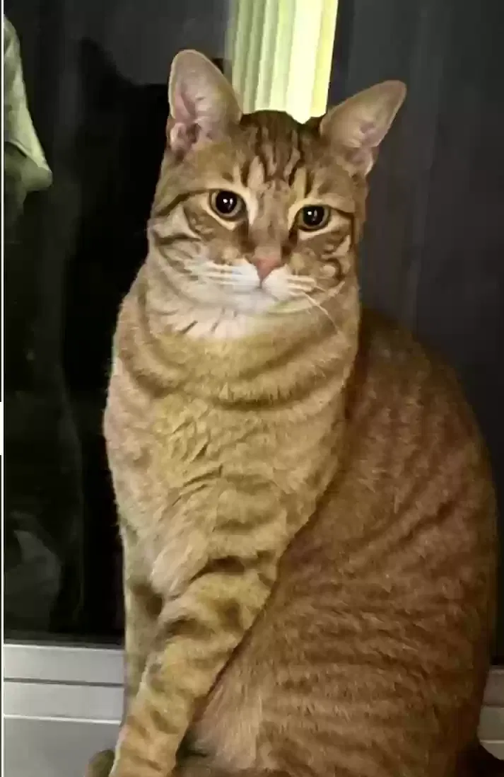 Lost cat in Clovis, CA, 93611