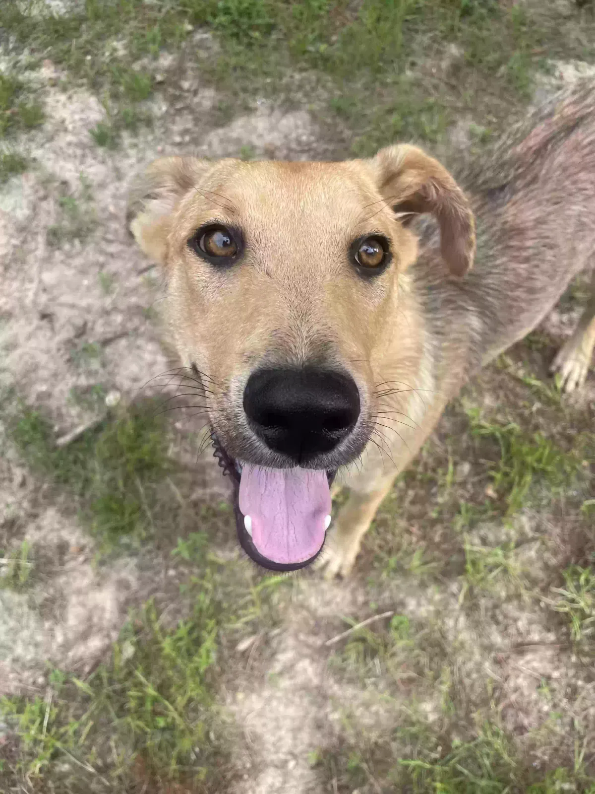 Found dog in Lauderdale, MS, 39335