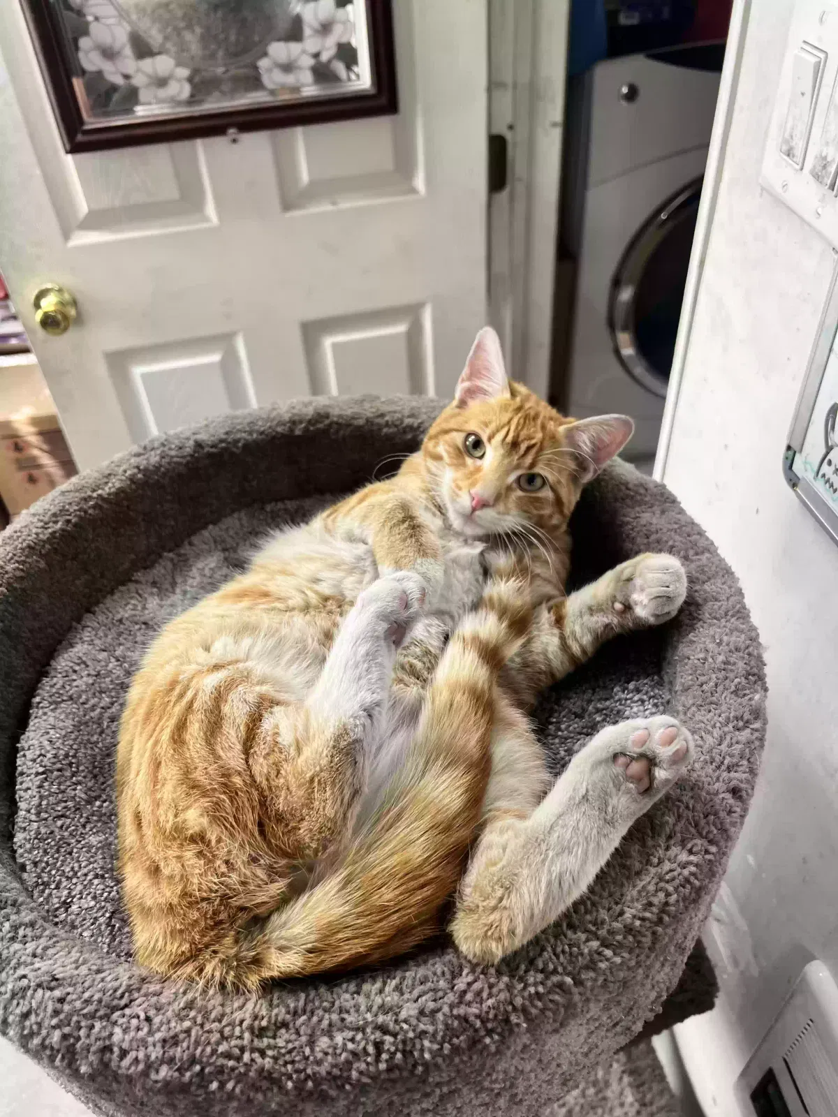 Lost cat in Santa Fe, NM, 87507