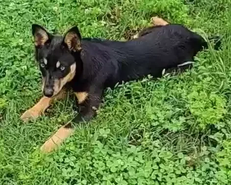 Found dog in Bella Vista, AR, 72714