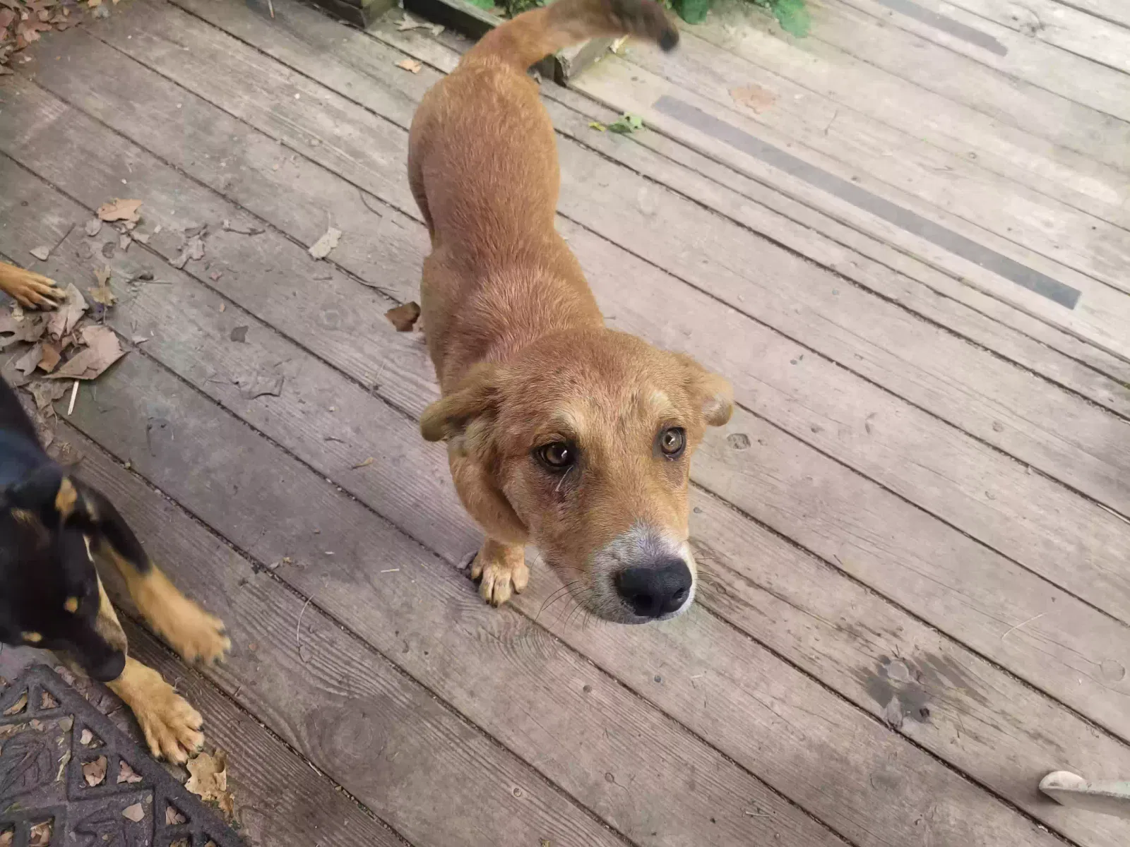 Found dog in Noel, MO, 64854