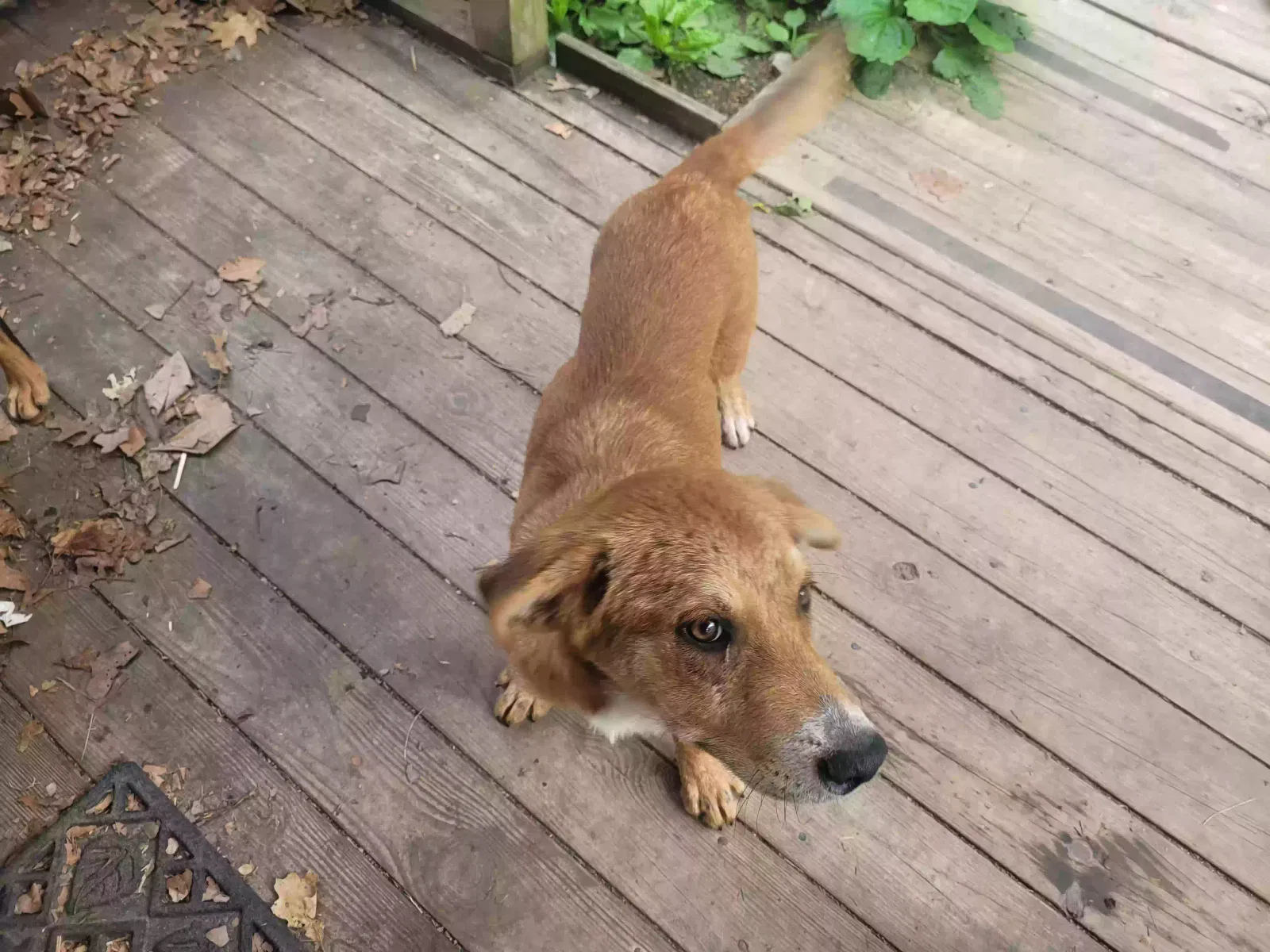 Found dog in Bella Vista, AR, 72714