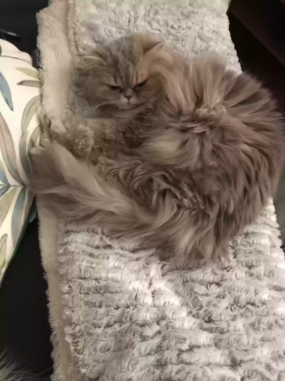 Lost cat in Bigelow, AR, 72016