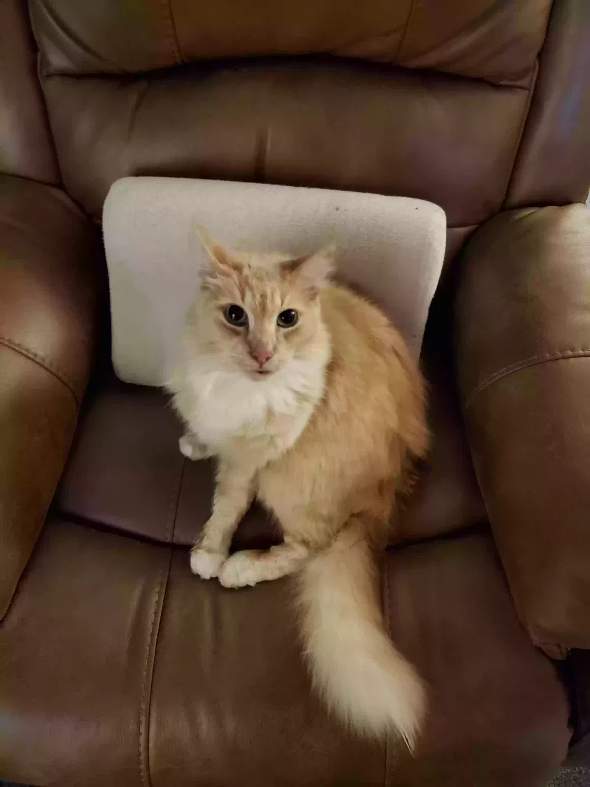 Lost cat in Sacramento, CA, 95841