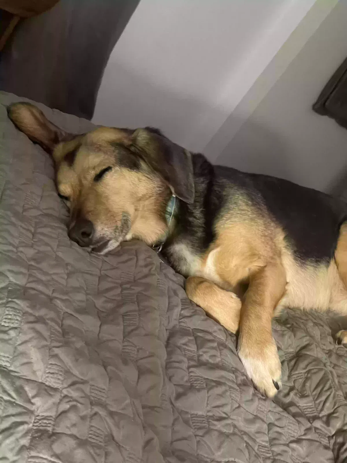 Lost dog in Kingsville, MD, 21087
