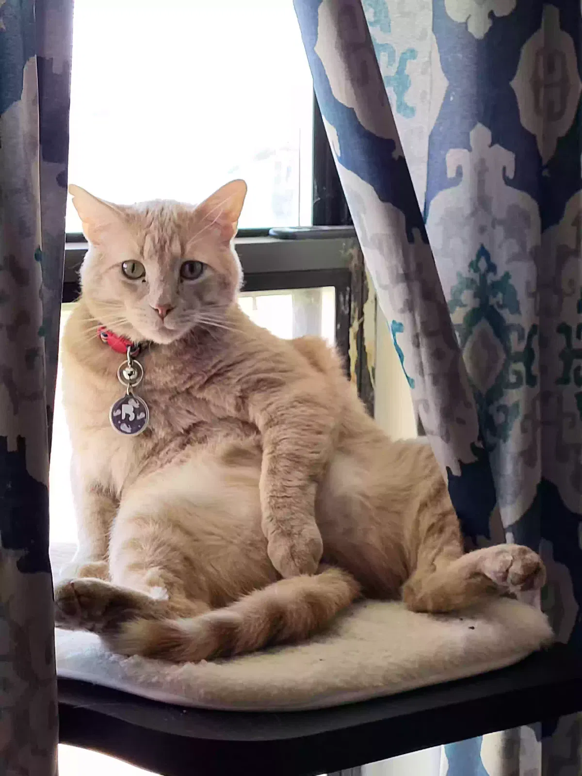 Lost cat in Skiatook, OK, 74070