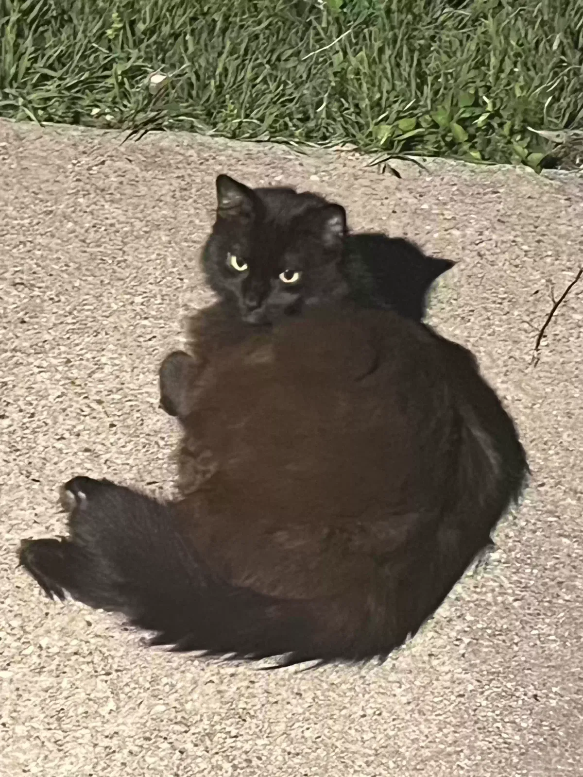 Lost cat in Fort Worth, TX, 76137