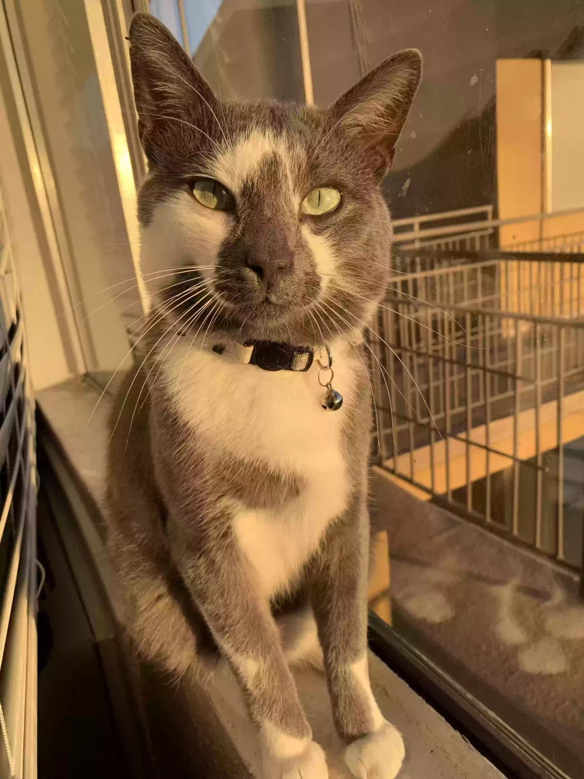 Lost cat in Santa Ana, CA, 92707