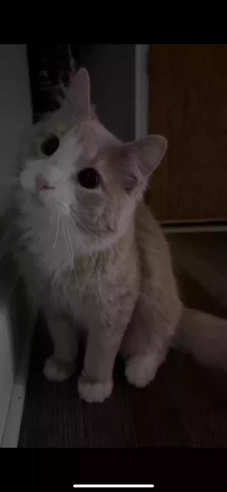 Lost cat in Aurora, IL, 60506
