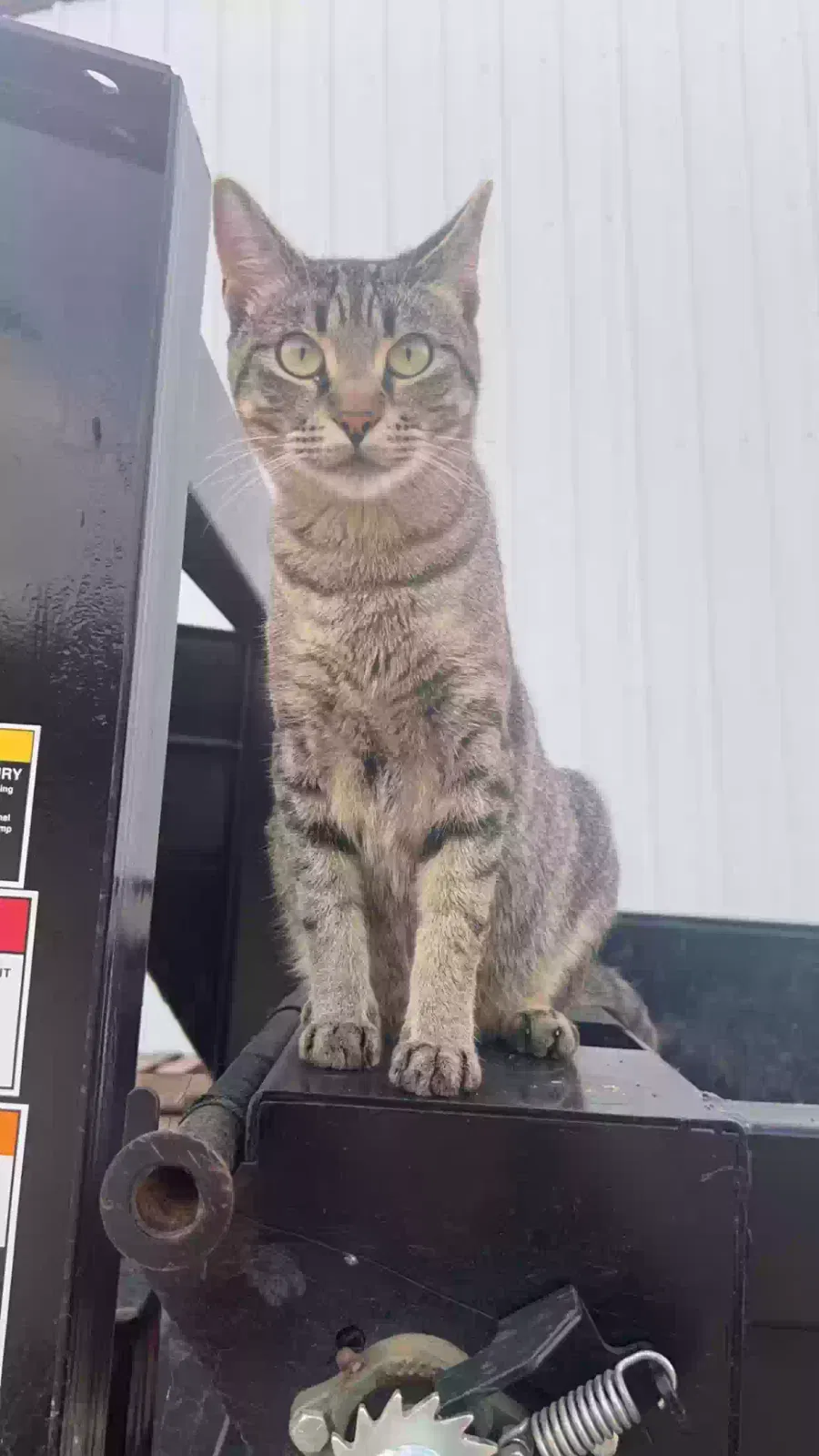 Lost cat in Denton, TX, 76210