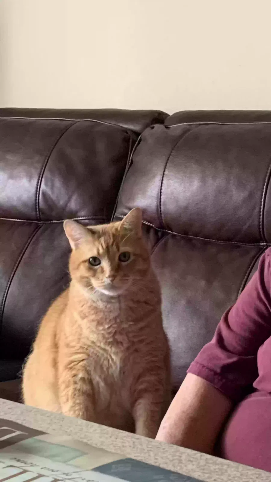 Lost cat in Des Moines, IA, 50320