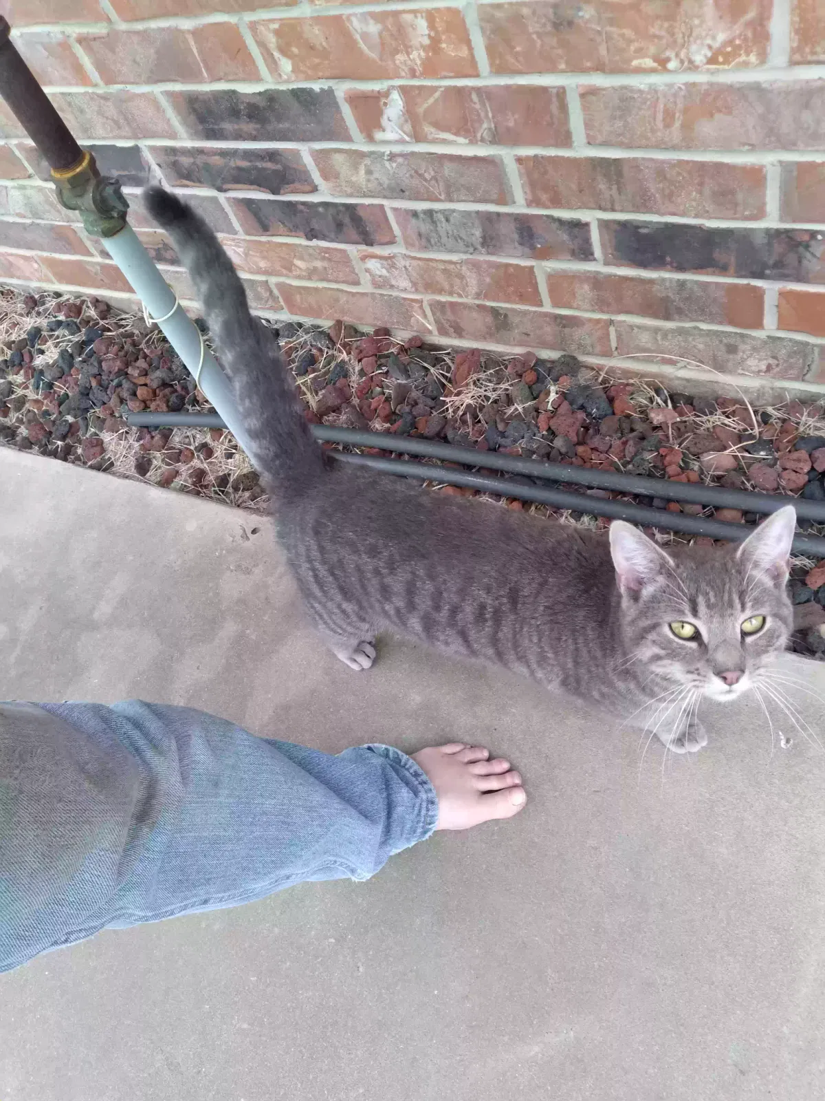 Found cat in Fairmont, OK, 73736