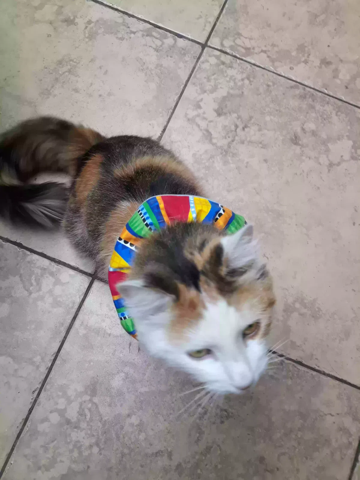 Lost cat in La Quinta, CA, 92253