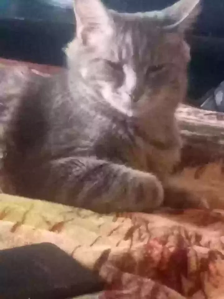 Lost cat in Gainesville, GA, 30506