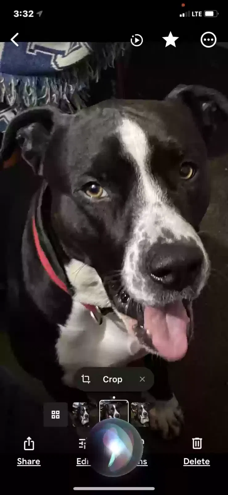 Lost dog in Lincolnton, NC, 28092