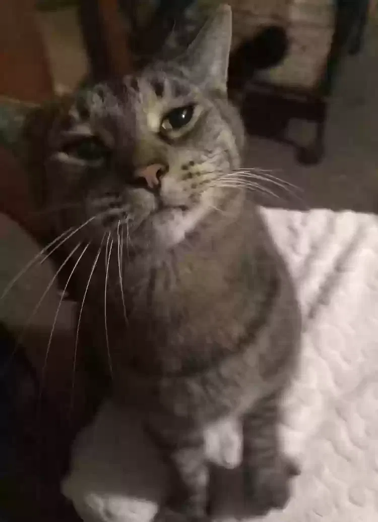 Lost cat in Carmichael, CA, 95608