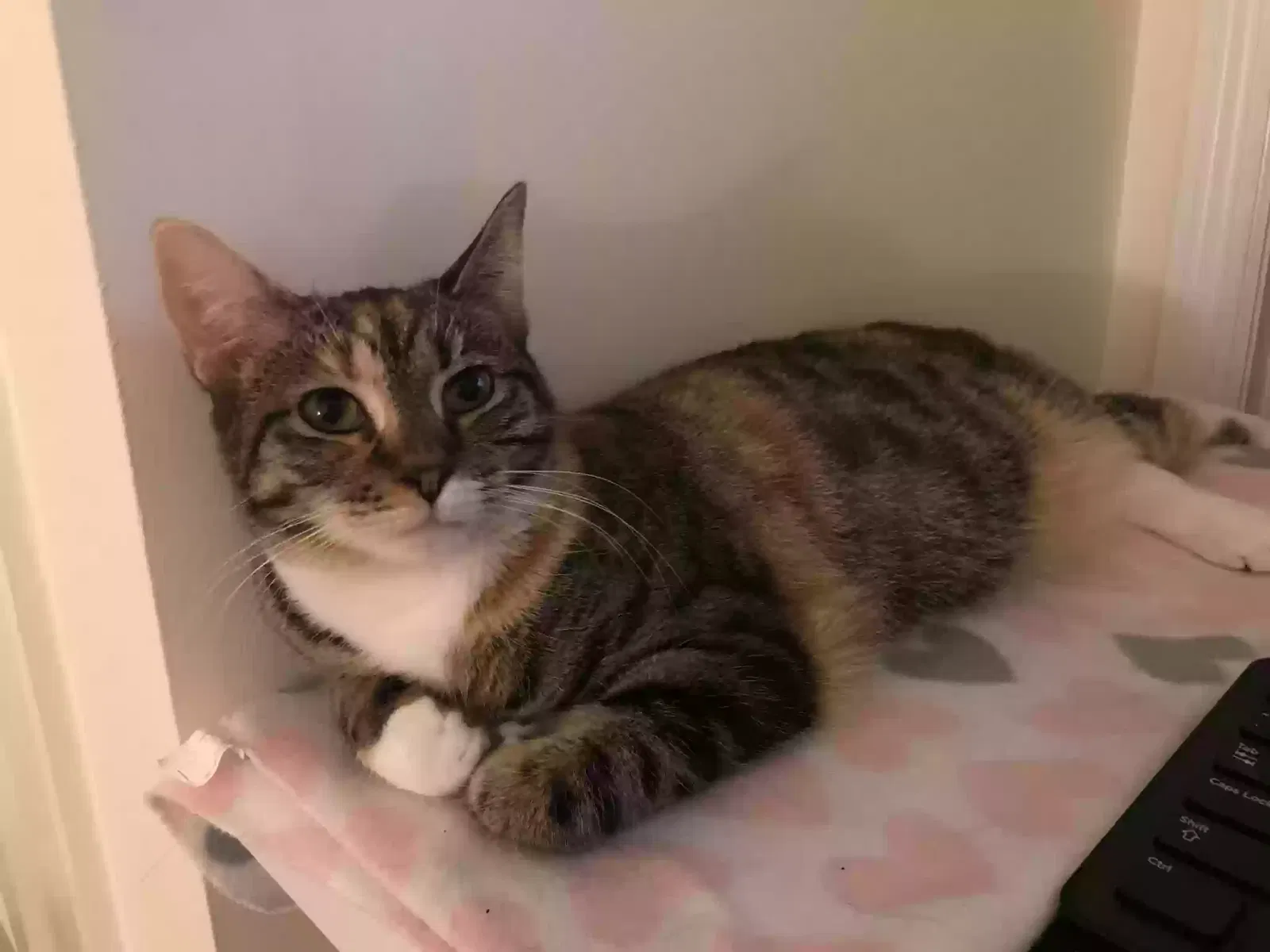 Lost cat in Clifton, VA, 20124