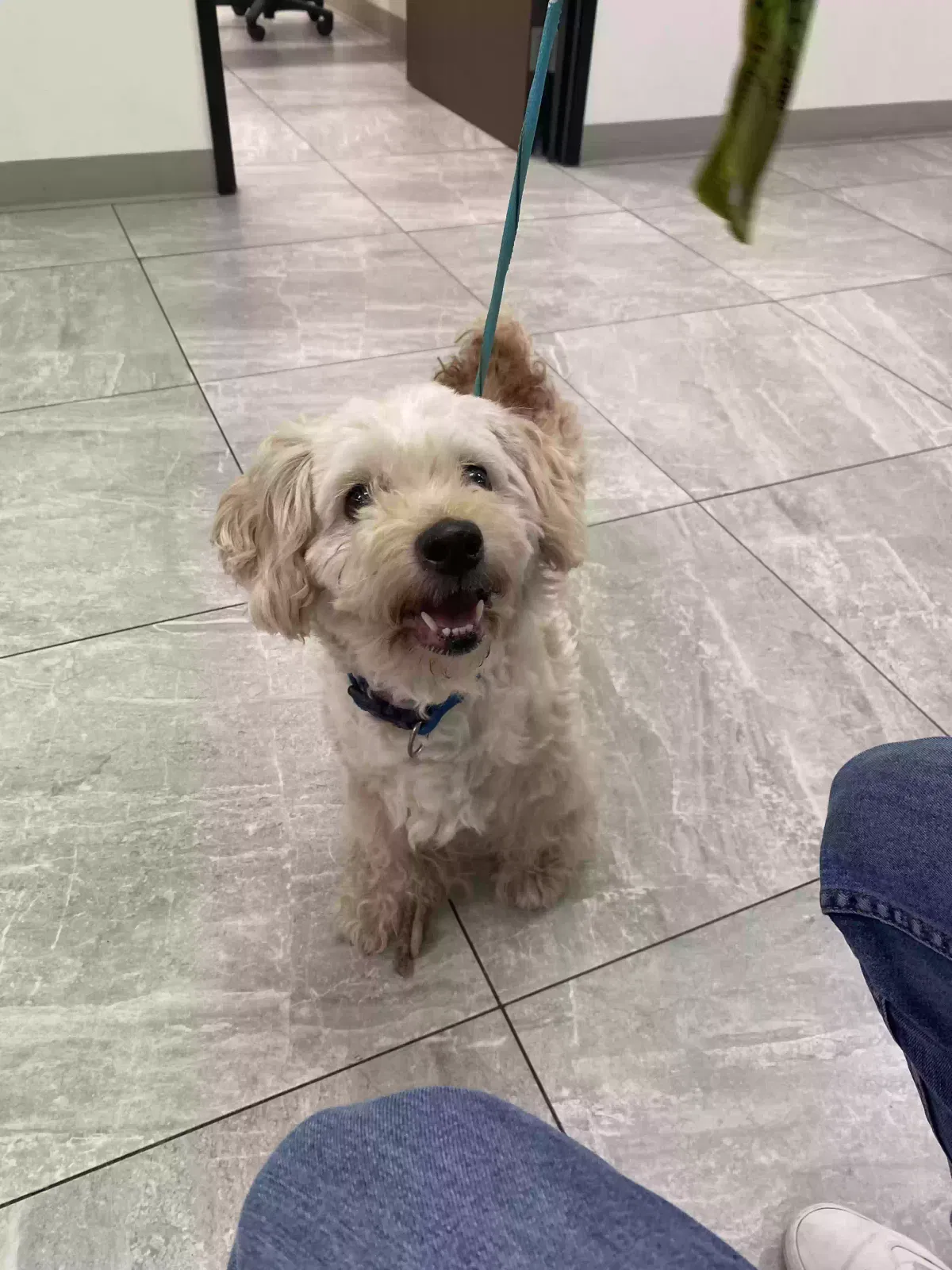 Found dog in Santa Ana, CA, 92707