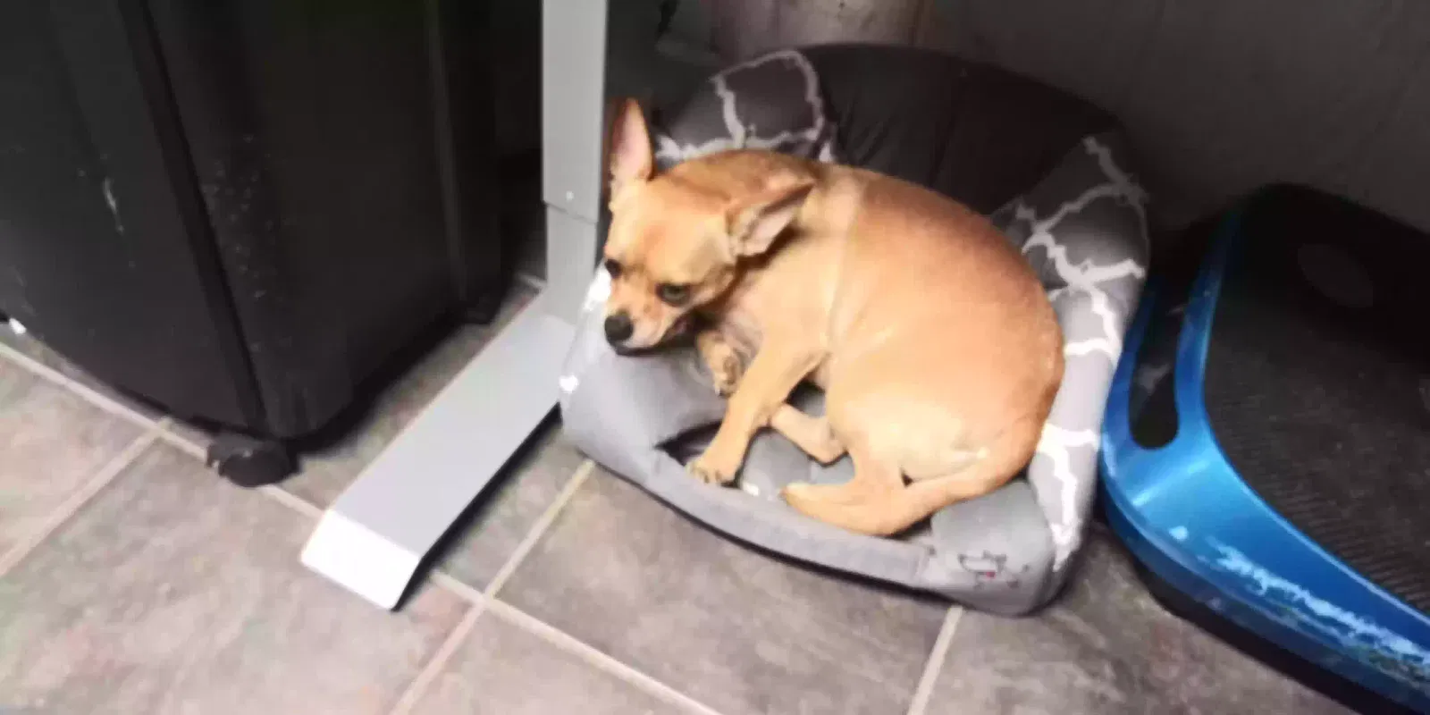 Lost dog in The Colony, TX, 75056