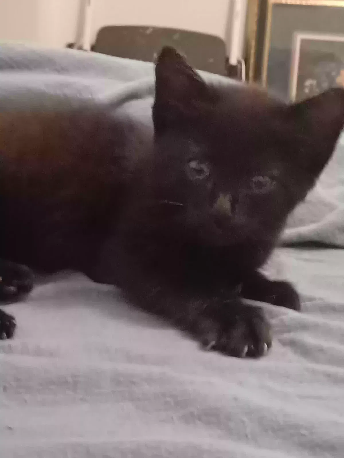 Found cat in Bristol, TN, 37620