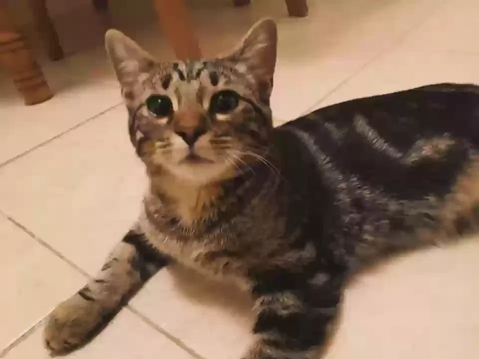 Lost cat in Dayton, OH, 45410