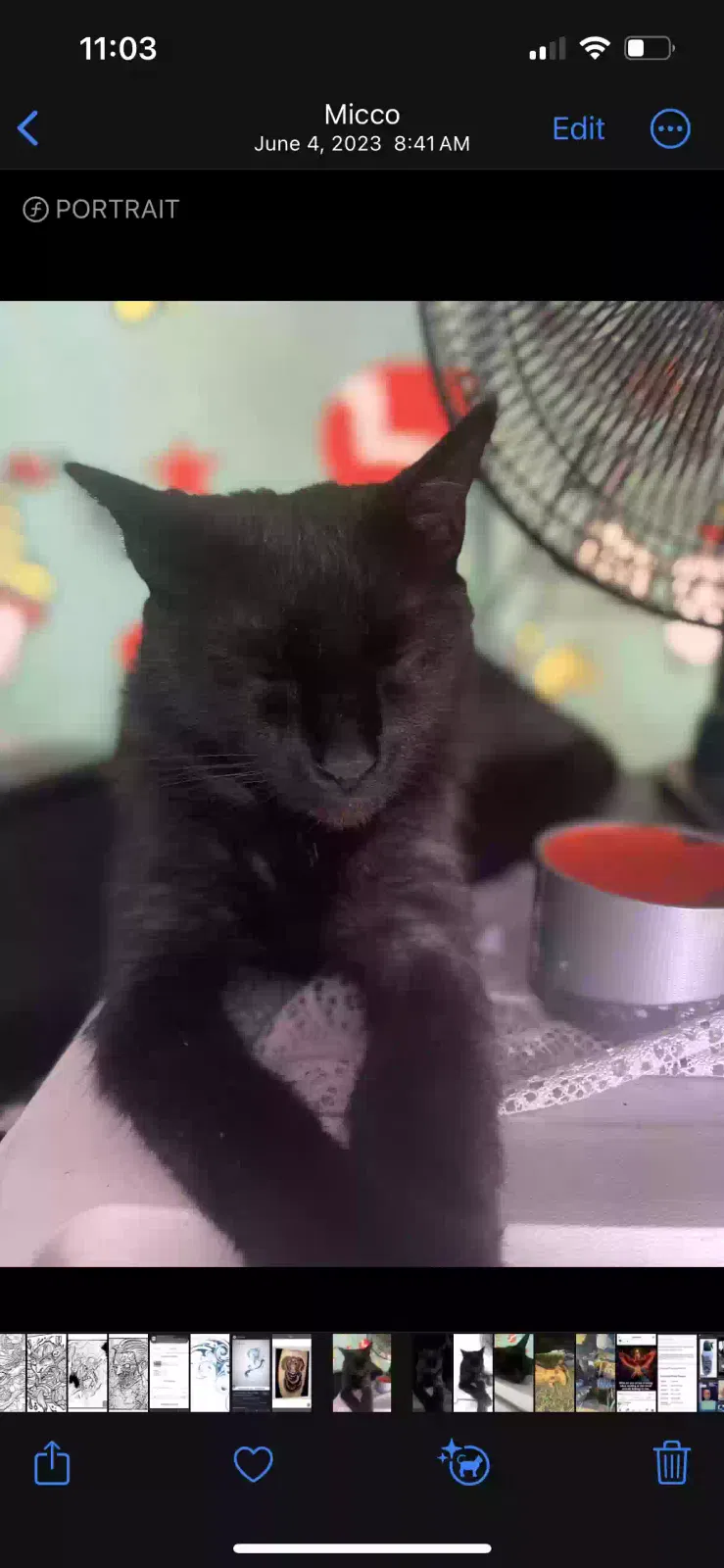 Lost cat in Westminster, SC, 29693