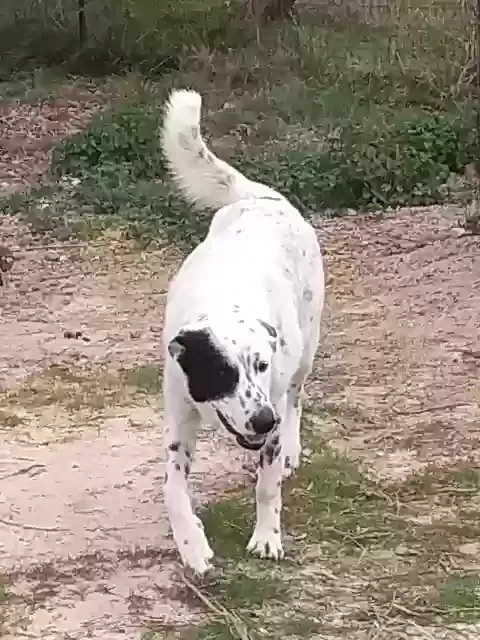 Lost dog in Blanket, TX, 76432