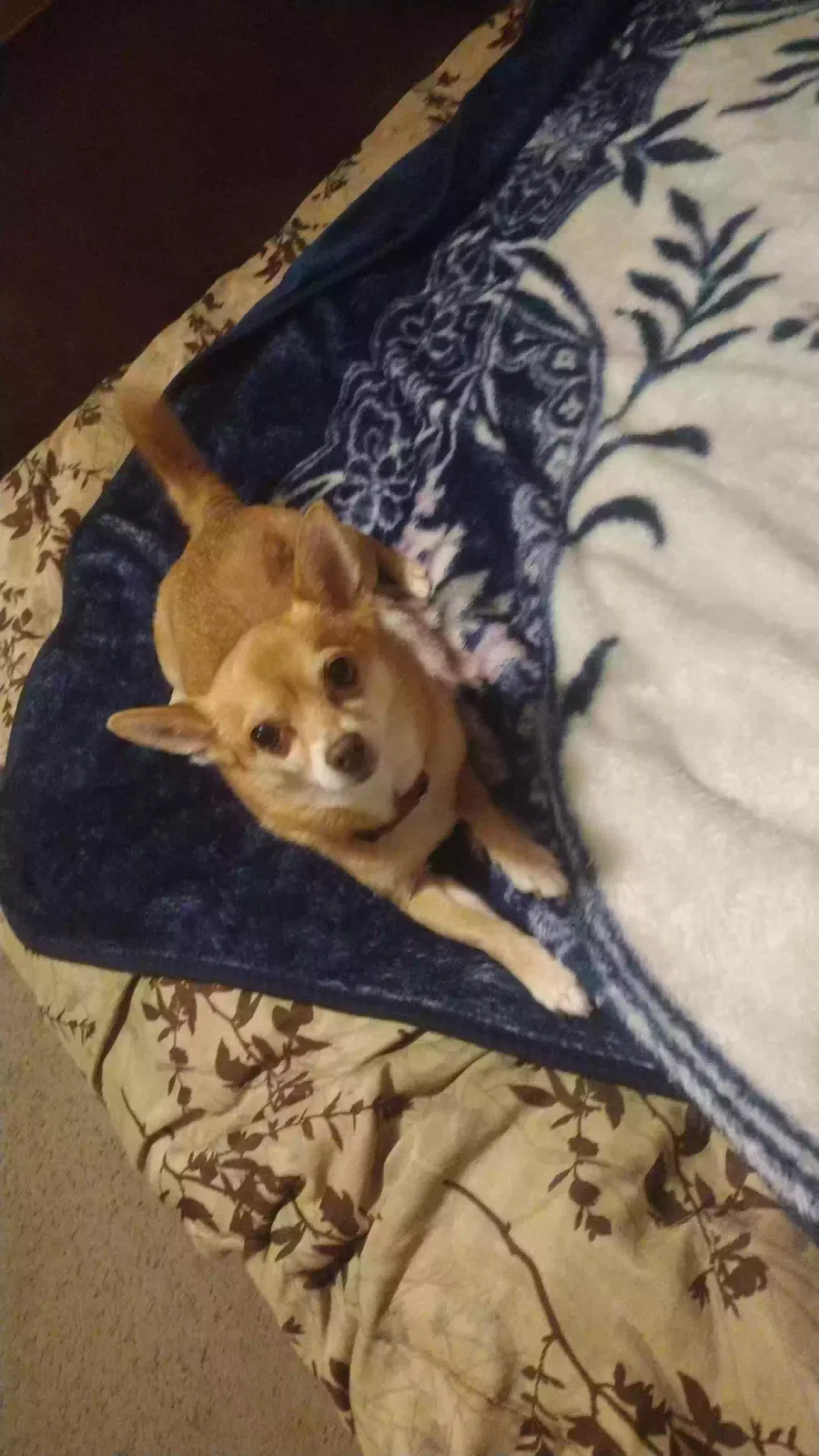 Lost dog in Salem, OR, 97301