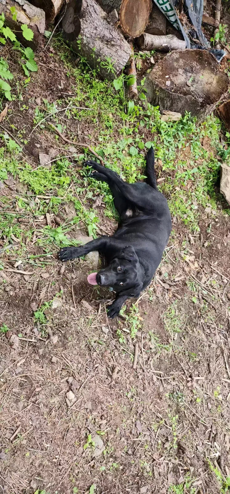 Found dog in Post Falls, ID, 83854