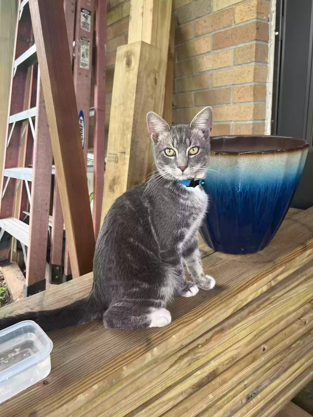 Found cat in Travelers Rest, SC, 29690