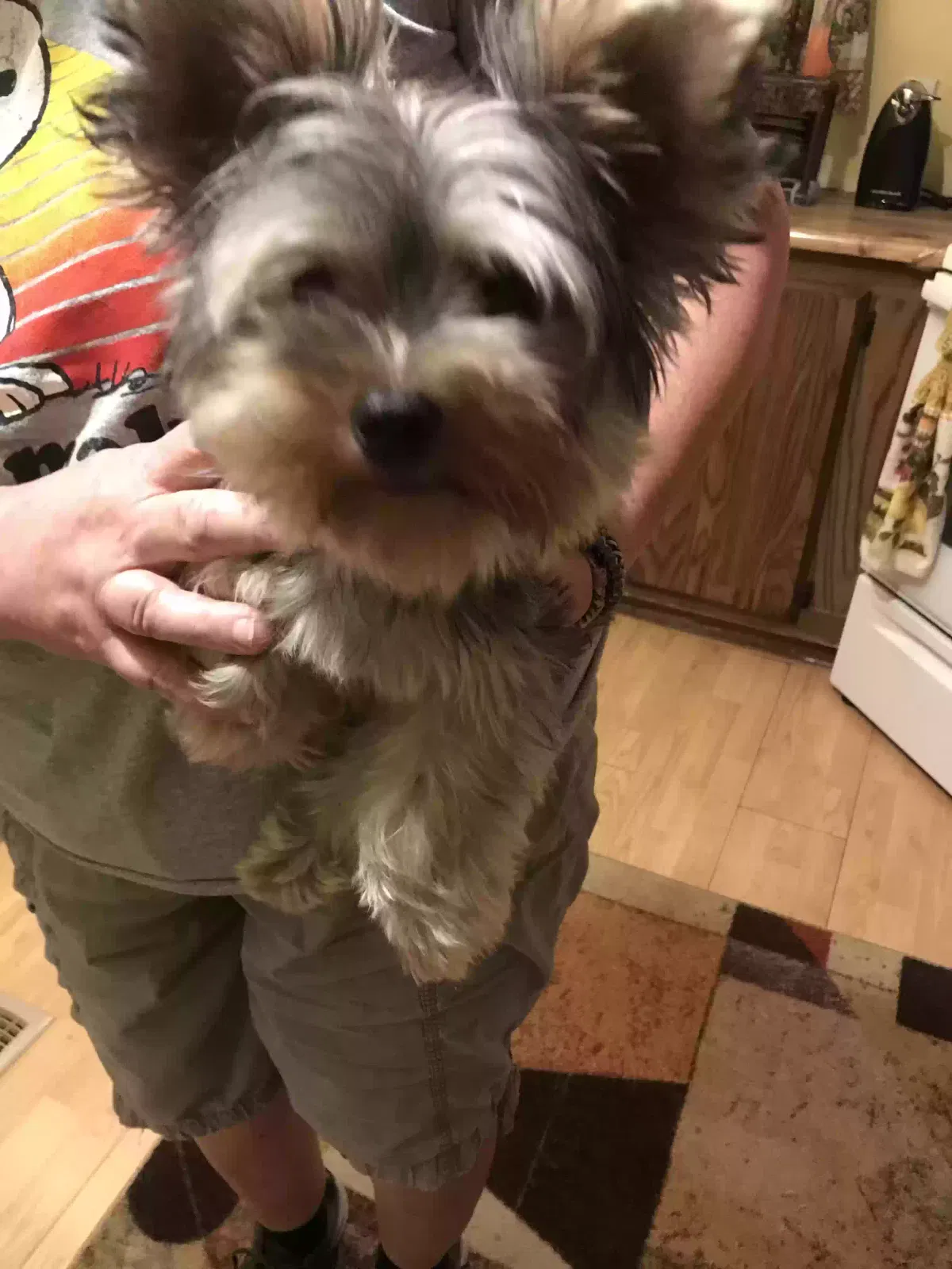 Found dog in Zephyrhills, FL, 33540