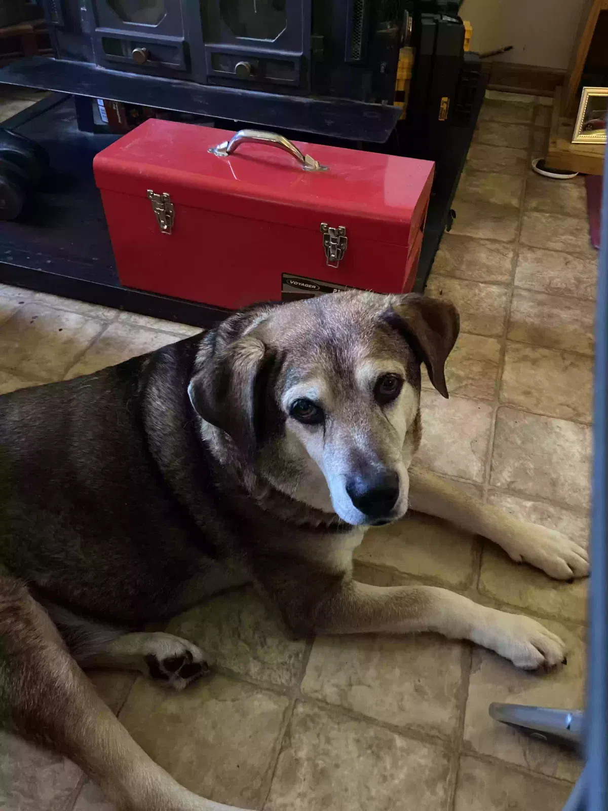 Lost dog in Borden, IN, 47106