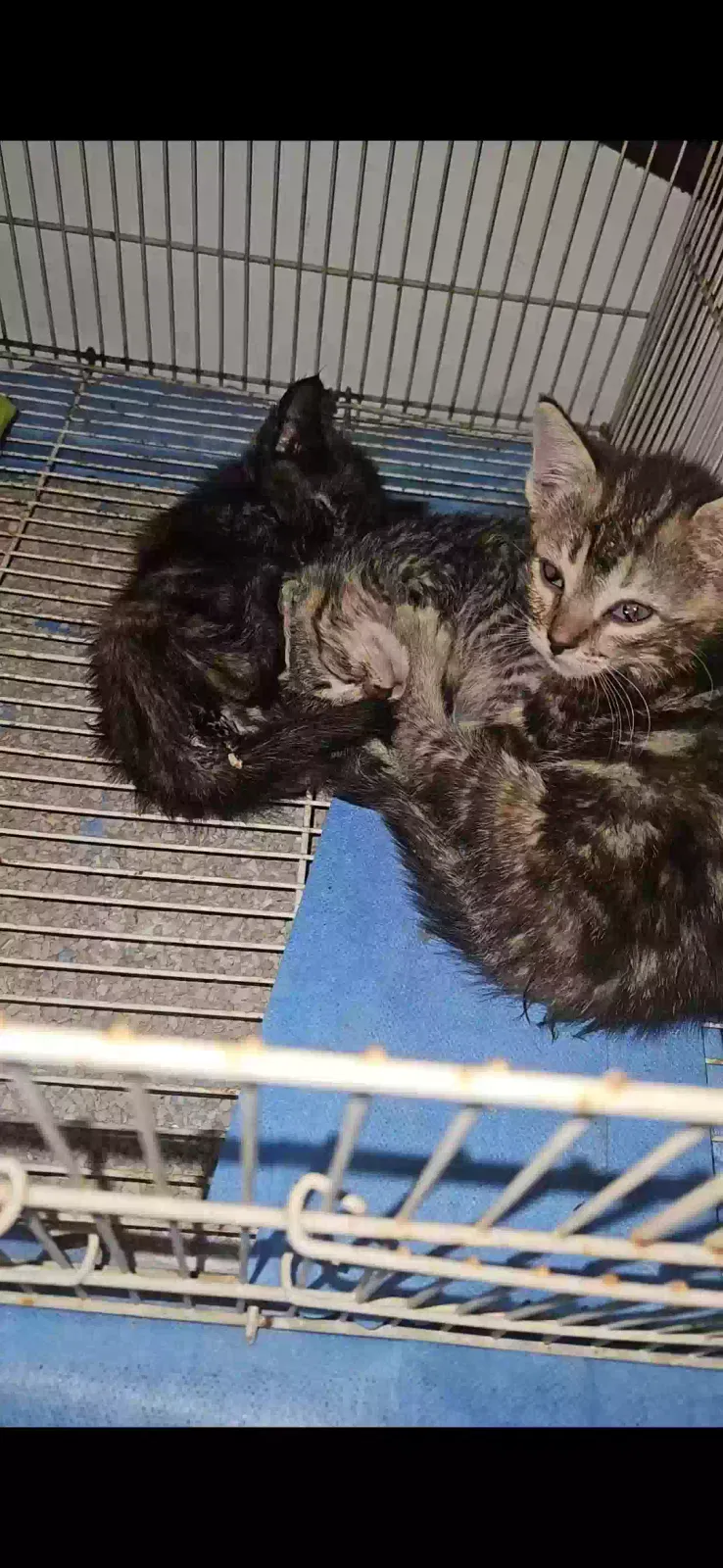Found cat in Redlands, CA, 92374