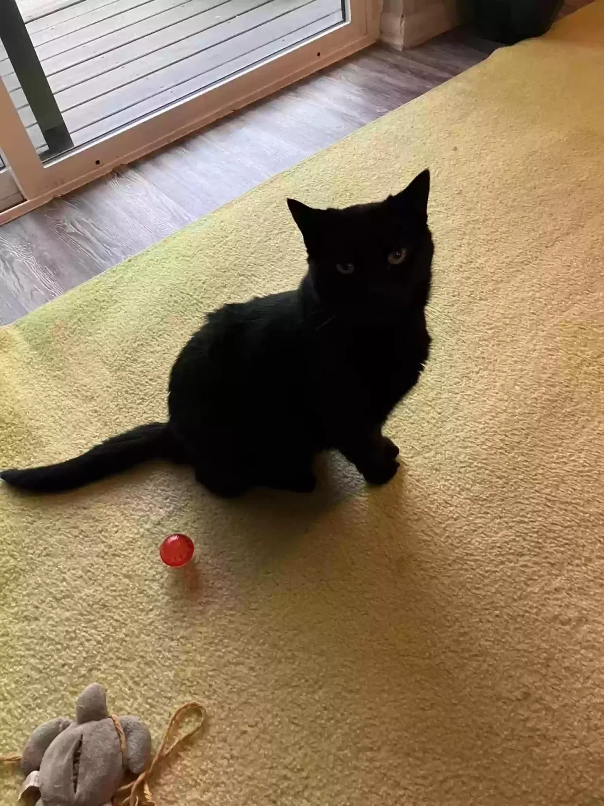 Lost cat in Milford, OH, 45150