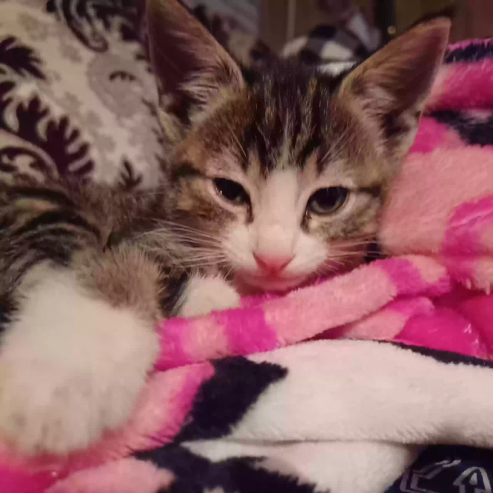 Lost cat in Phoenix, AZ, 85008