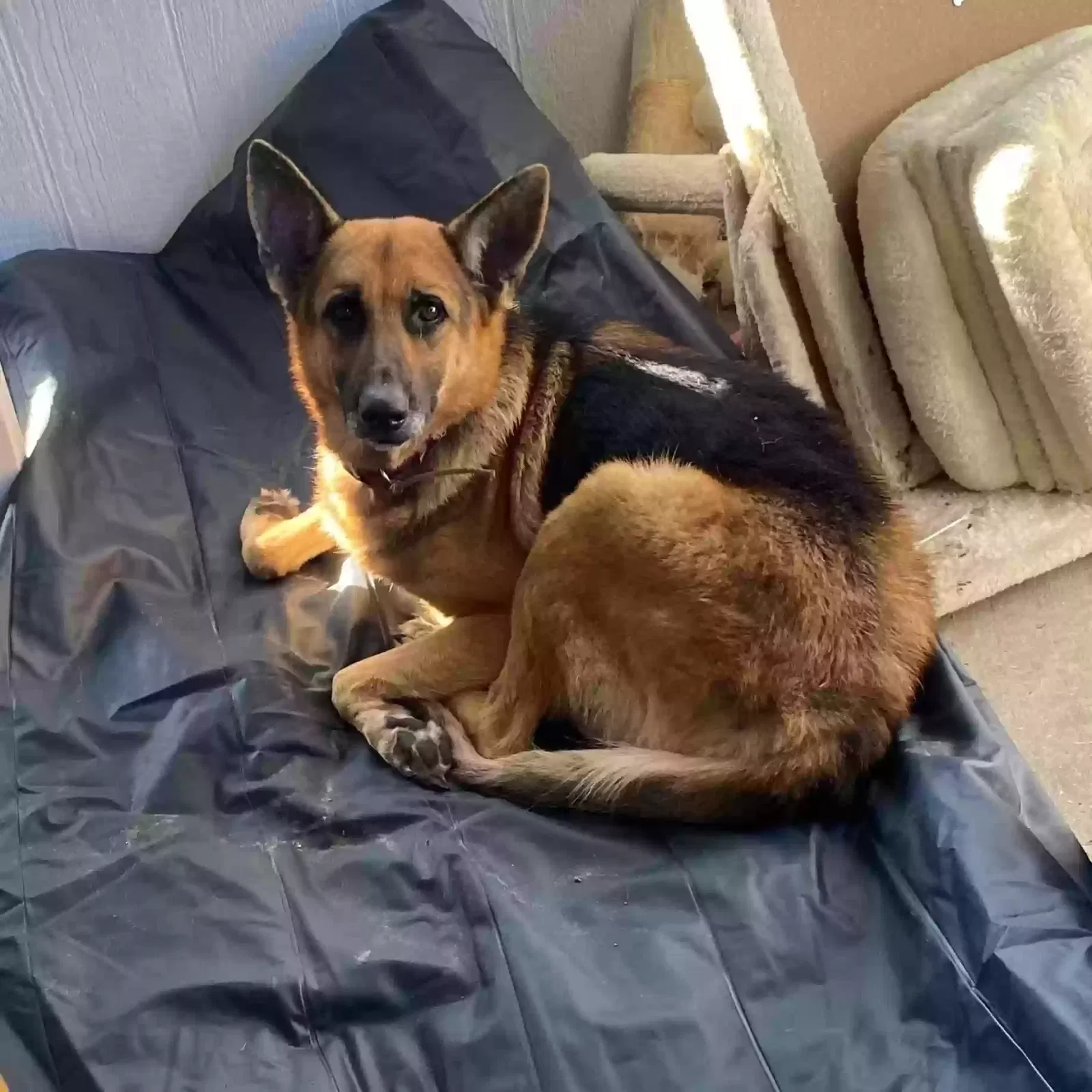 Lost dog in Port Richey, FL, 34668