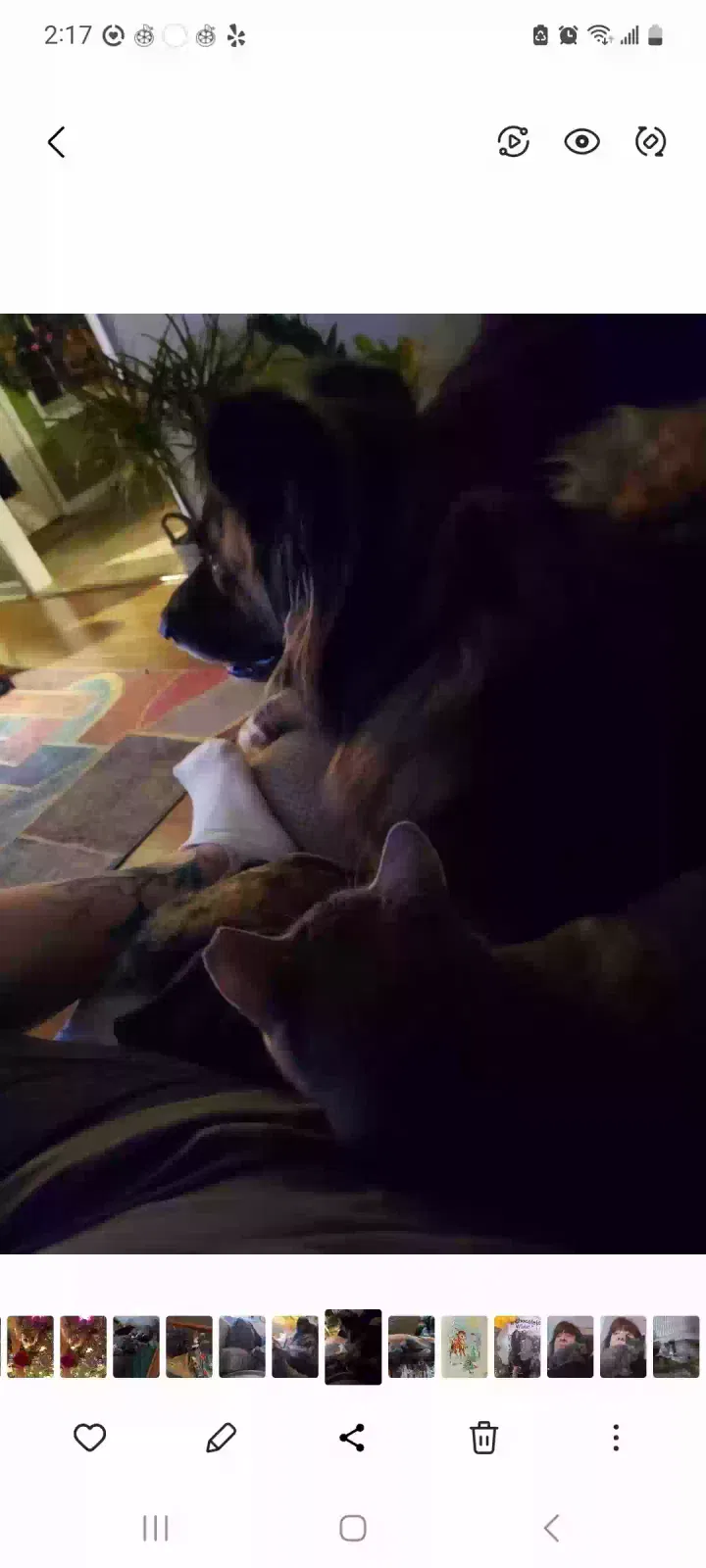 Lost dog in Louisville, KY, 40291
