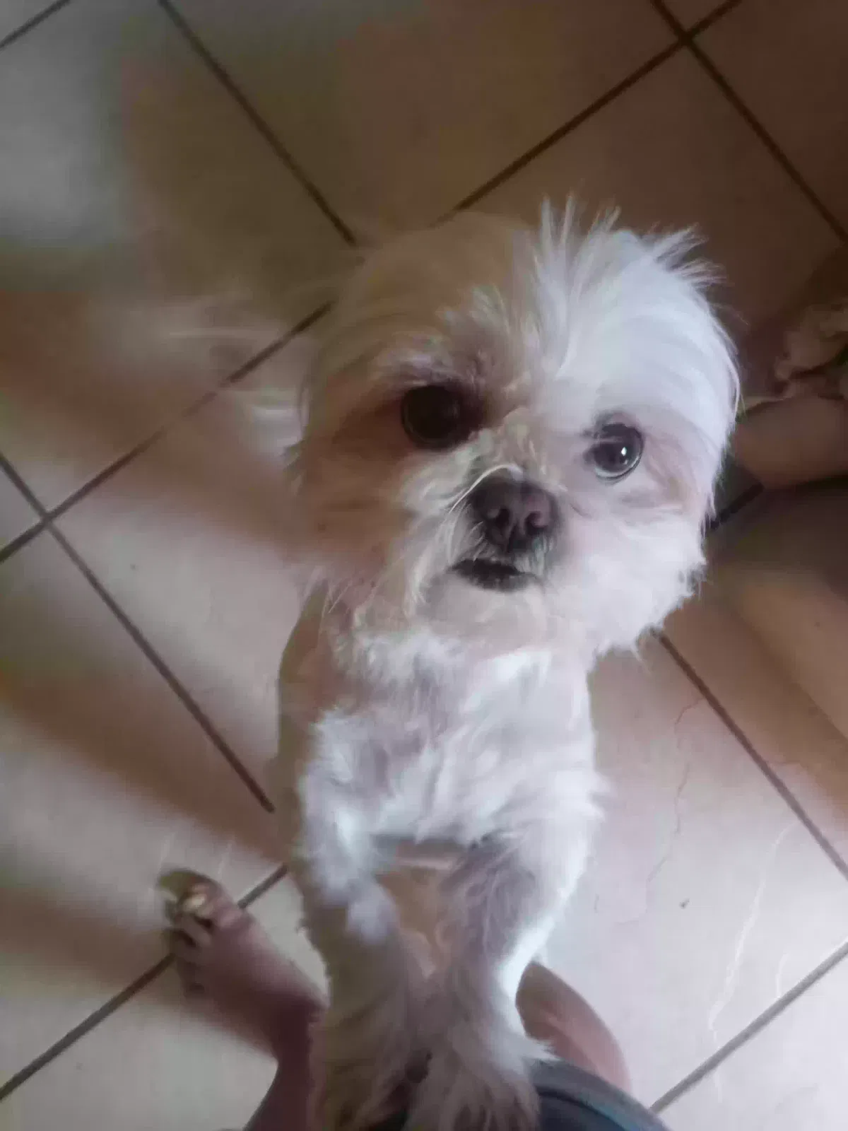 Lost dog in Ocean Springs, MS, 39564