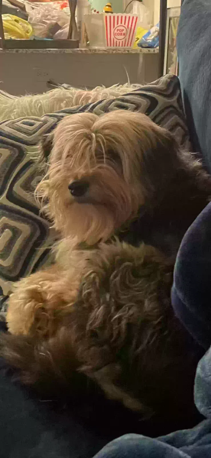 Lost dog in Tunnel Hill, GA, 30755