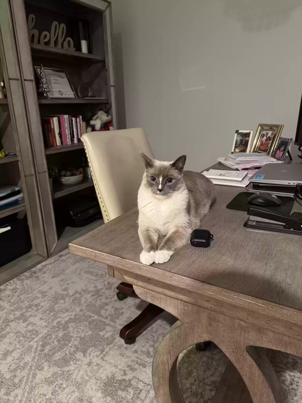 Lost cat in Midlothian, TX, 76065