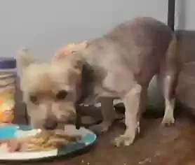 Lost dog in Unknown, TX, 75747