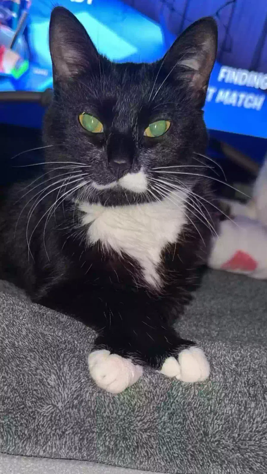 Lost cat in Cicero, IL, 60804