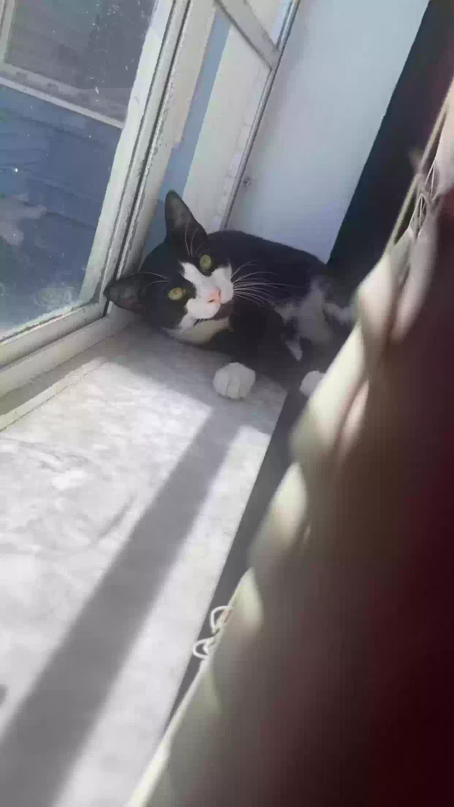 Lost cat in Miami Beach, FL, 33141