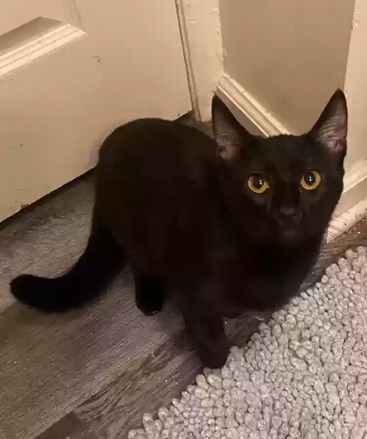 Lost cat in Mooresville, NC, 28115