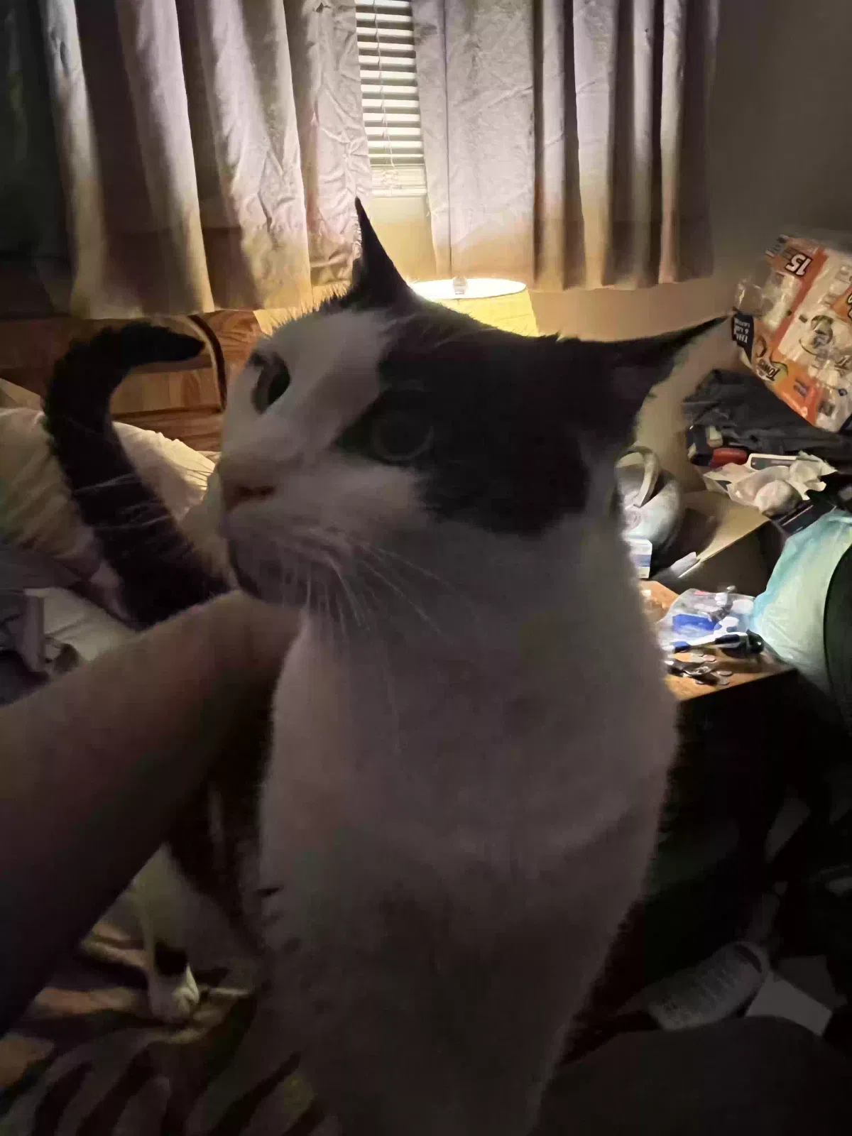 Lost cat in Cincinnati, OH, 45231