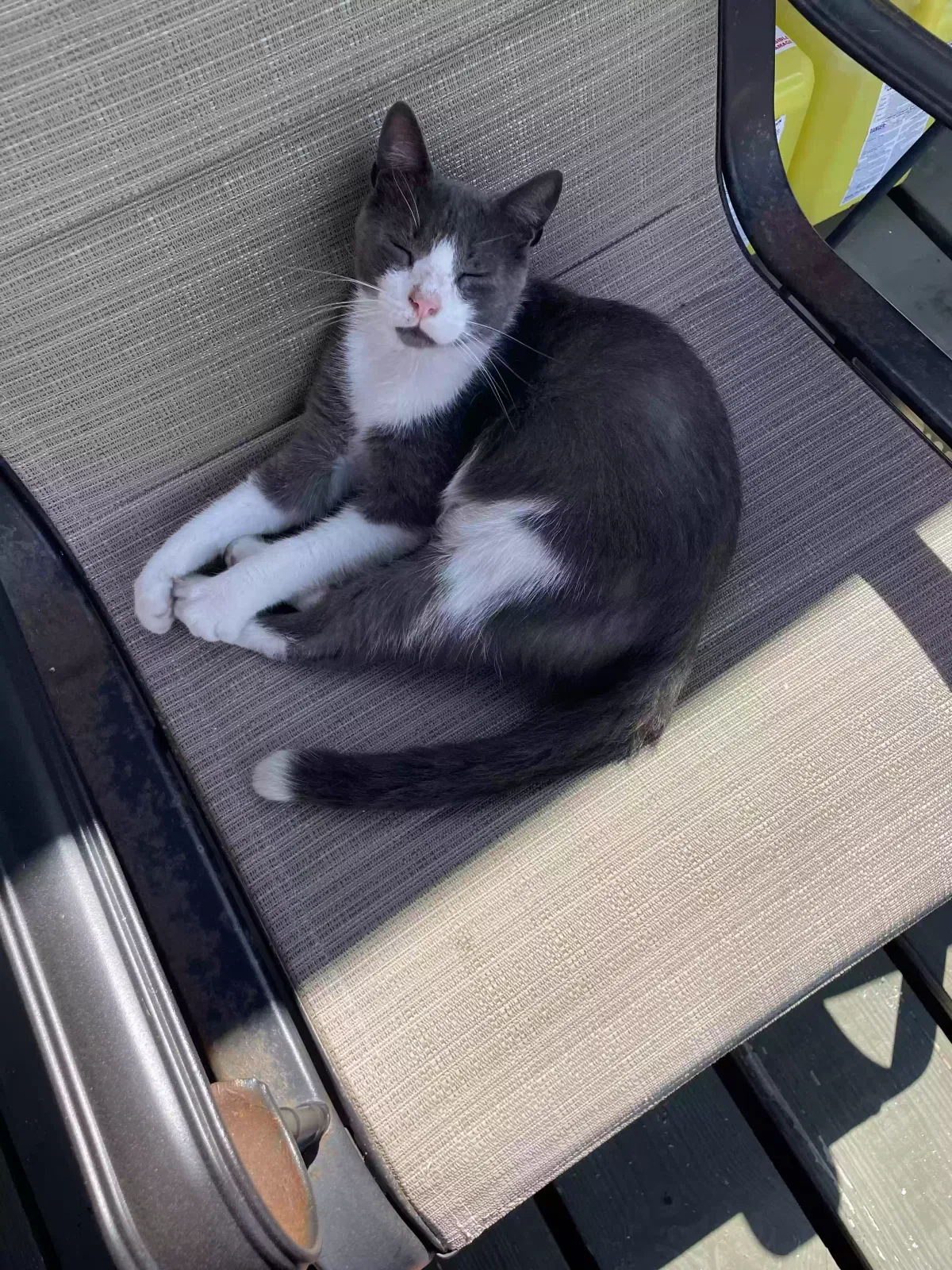 Lost cat in Melbourne, FL, 32935