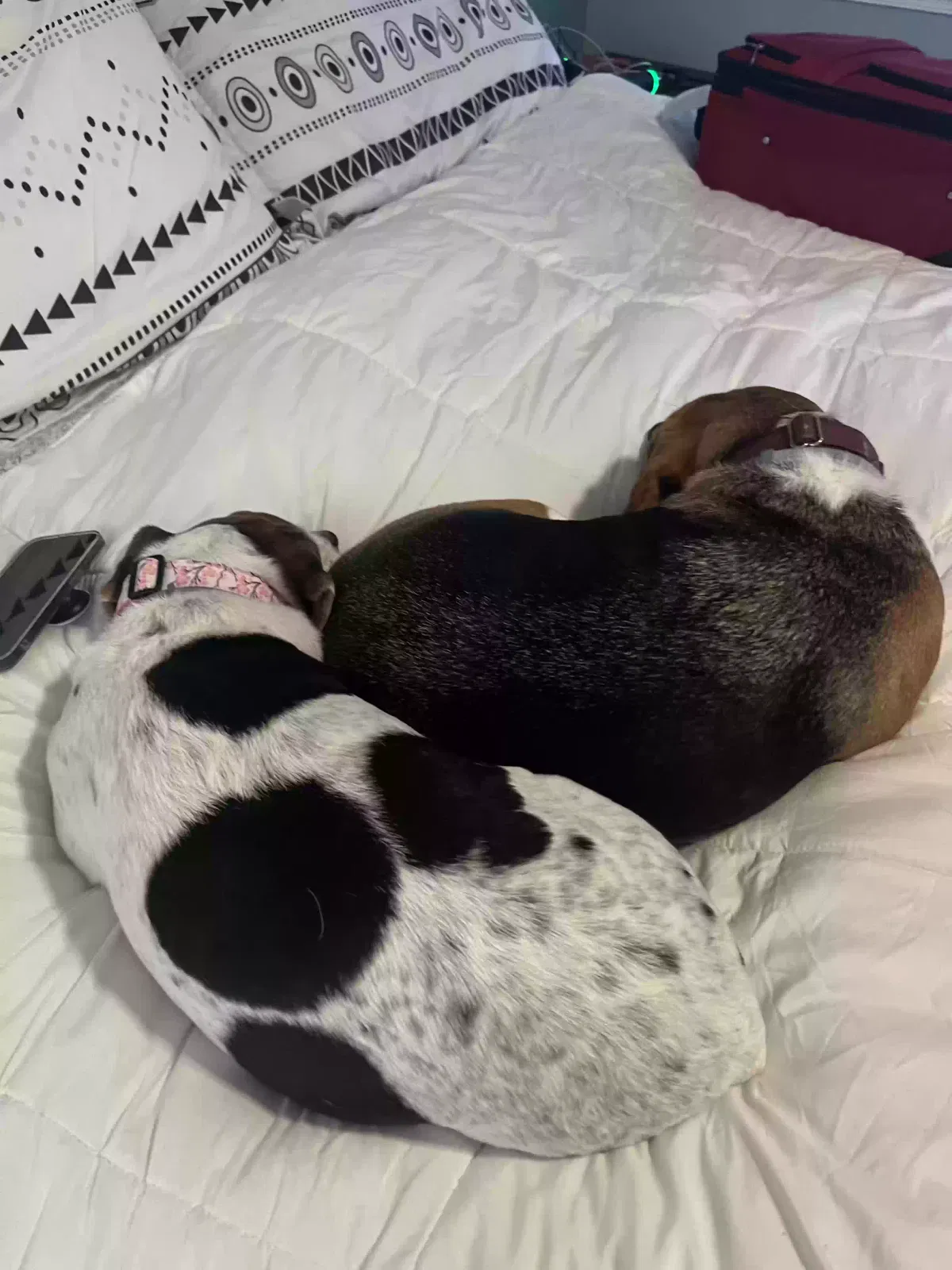 Lost dog in Gainesville, VA, 20155